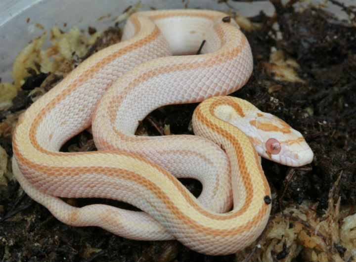 Striped Butter Corn Snake